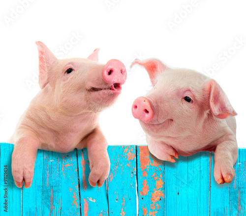Funny pig hanging on a fence. Studio photo. Isolated on white background.