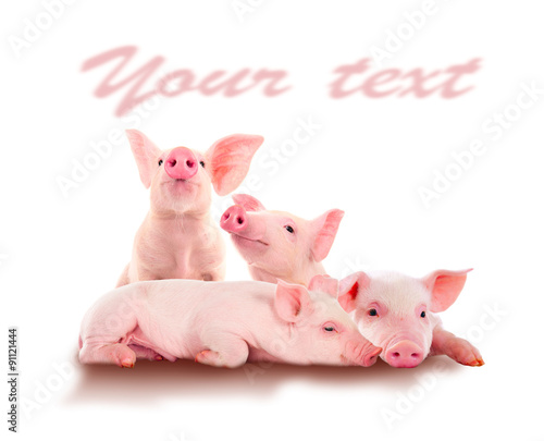 Pile of fun, pink pigs. Isolated on white background. A series of photos. © yevgeniy11