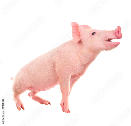 Pig on a white background. A series of photos pigs in different poses.