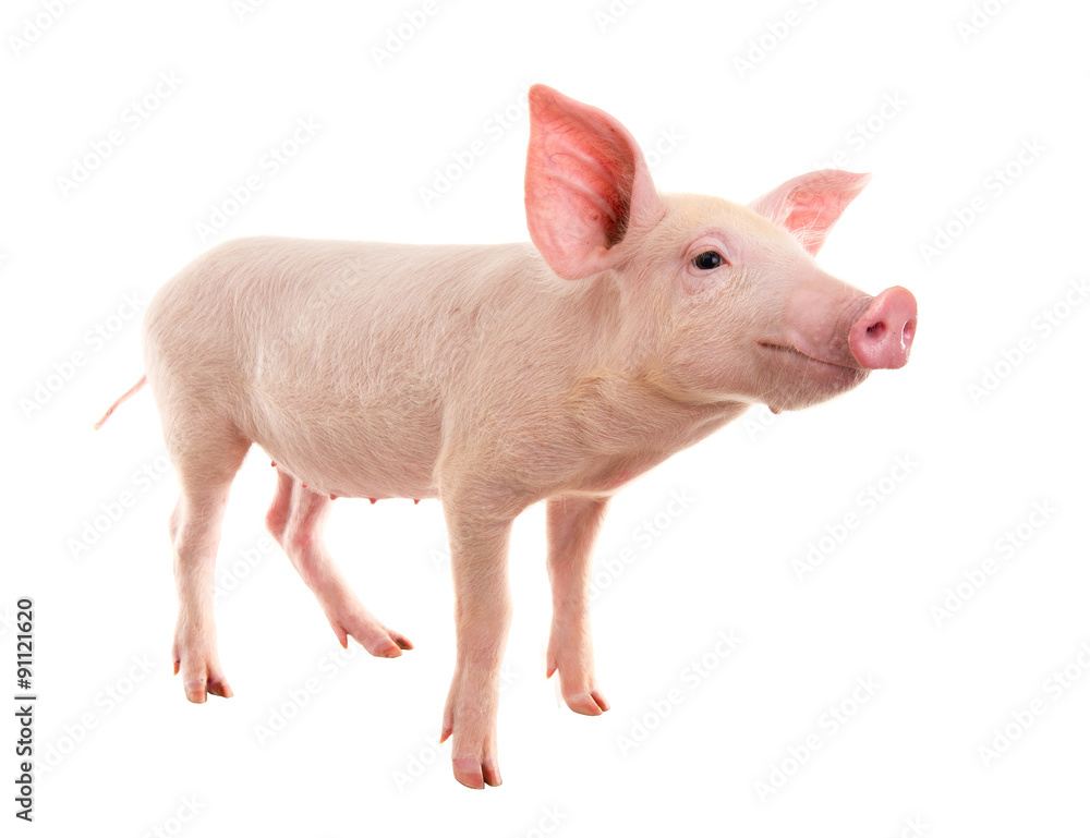 Pig on a white background. A series of photos pigs in different poses. Pig on a white background. A series of photos pigs in different poses.