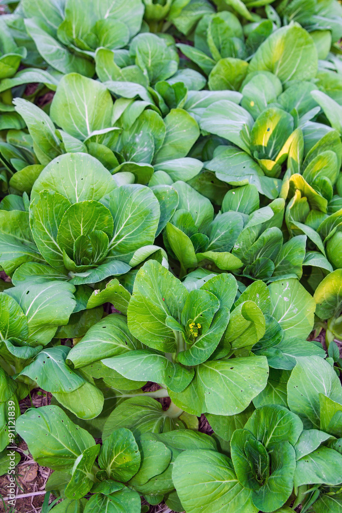 Bok choy (chinese cabbage) in the field. Bok choy (chinese cabbage) in the field.