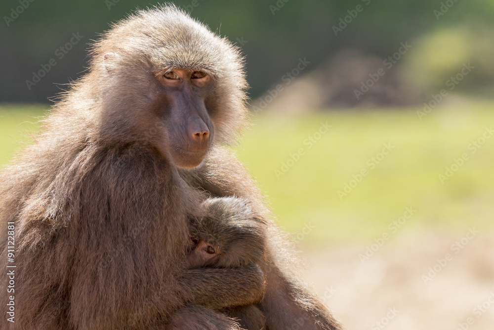 Hamadryas baboon (Papio hamadryas)