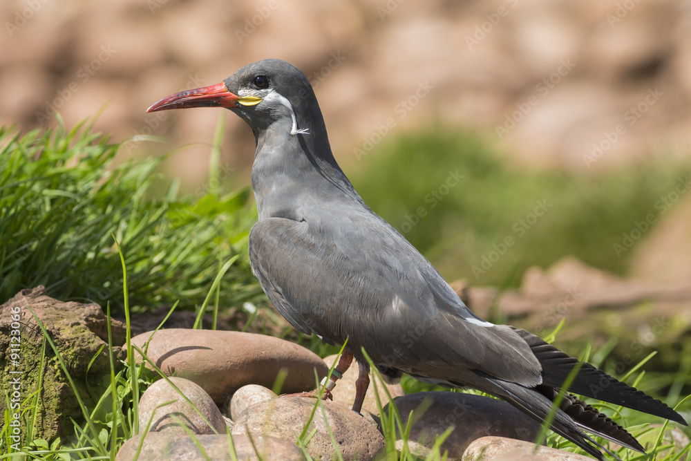 Obraz premium Inca Tern