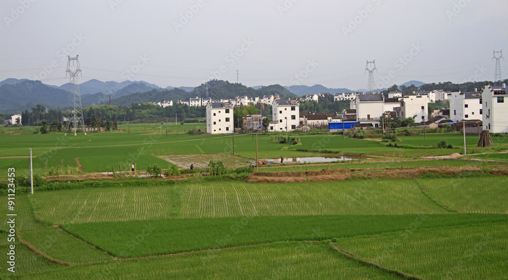 rice field in some chinese settlement