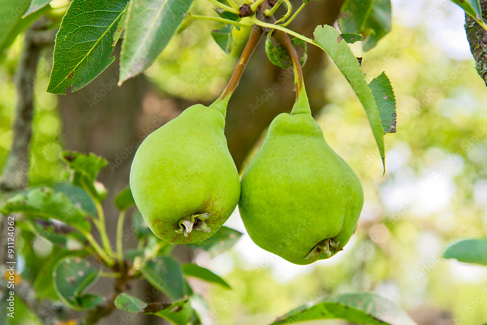 Pear fruits on the tree in the fruit garden. Pear fruits on the tree in the fruit garden.