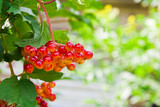 Close up of bunch of red berries of a Guelder rose or Viburnum o