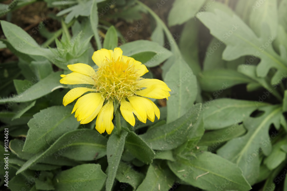 Sun Gaillardia flower blooming in the garden Sun Gaillardia flower blooming in the garden