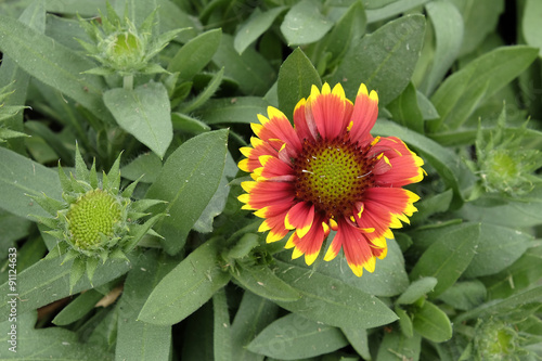 Sun Gaillardia flower blooming in the garden