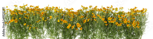 Mini marigolds isolated border © Aleksandr Volkov