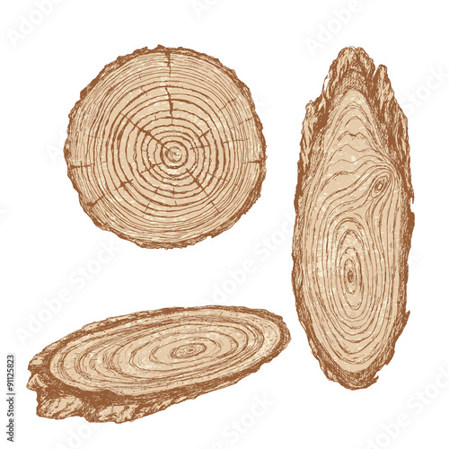 Wood texture of trunk tree