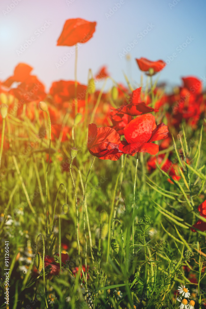 Obraz premium Red poppy field