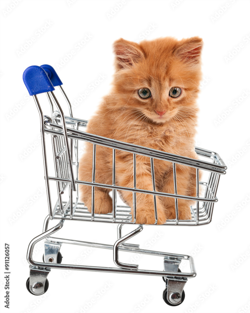 Cat shopping cheap