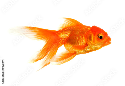 goldfish isolated on white background   © Alexstar