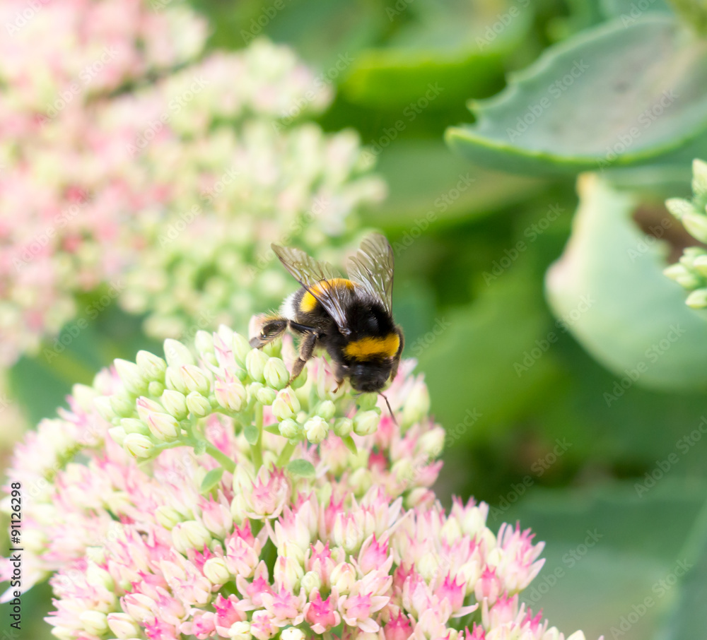 Bumblebee. Bumblebee.