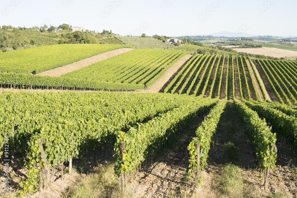 Vineyard Vineyard