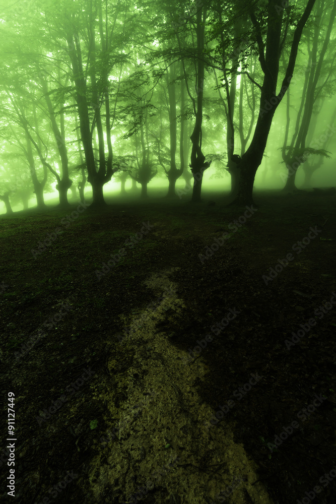 path to the mysterious forest path to the mysterious forest