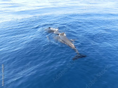 plongeon des dauphins