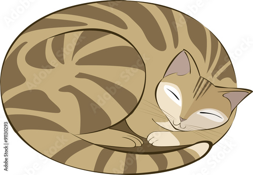 gatto tigrato marrone che dorme acciambellato