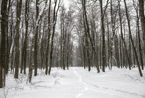 New Year landscape of mysterious winter forest with snowstorm an