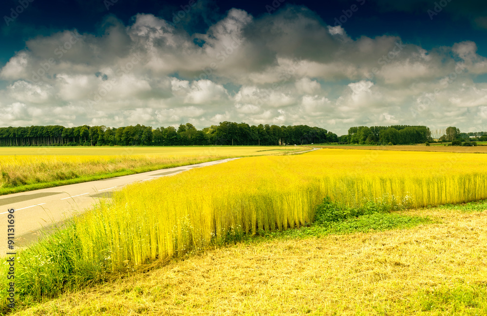 Fototapeta premium Wheat field in Normandy, France