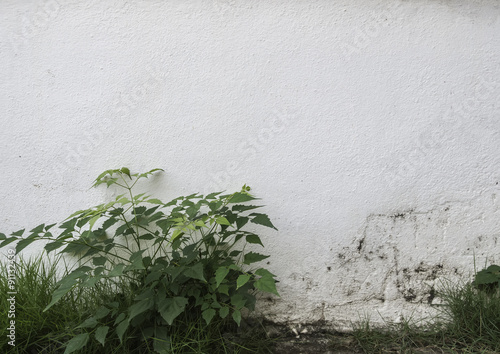 wall background photography