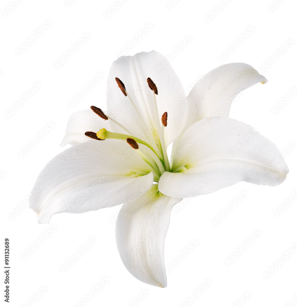 Naklejka premium lily flower. Isolated.