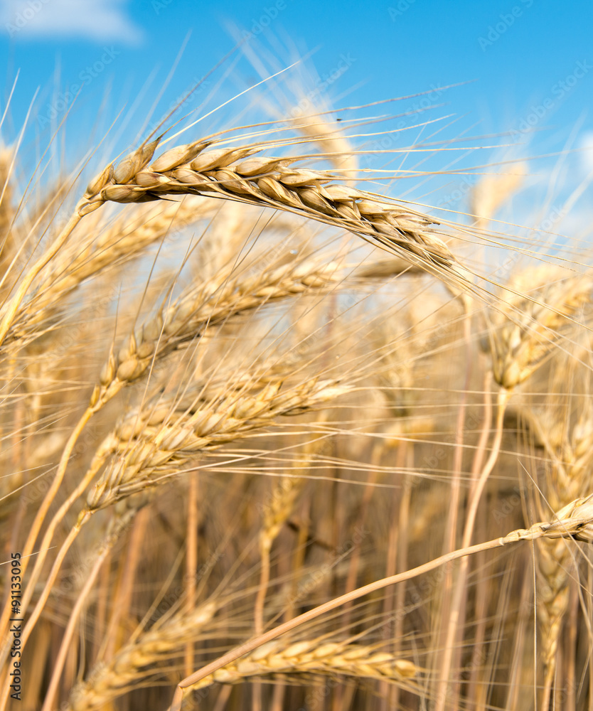 Spikes of ripe wheat on a farmers field. series of photos. Spikes of ripe wheat on a farmers field. series of photos.