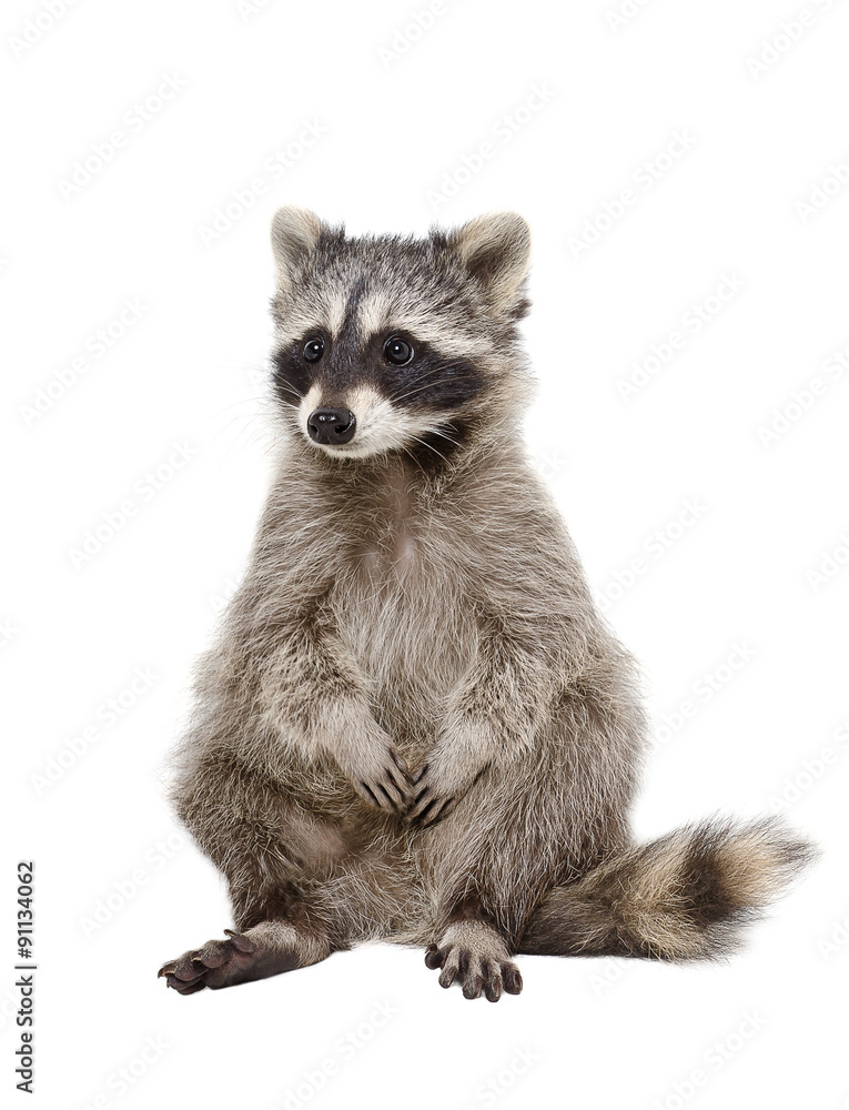 Adorable raccoon sitting isolated on white background 