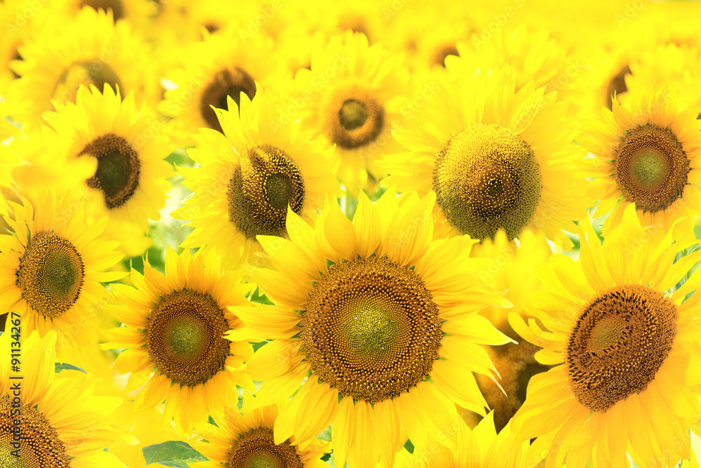 Fototapeta premium Field with sunflowers.
