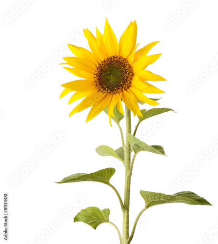 A single sunflower isolated on a white background