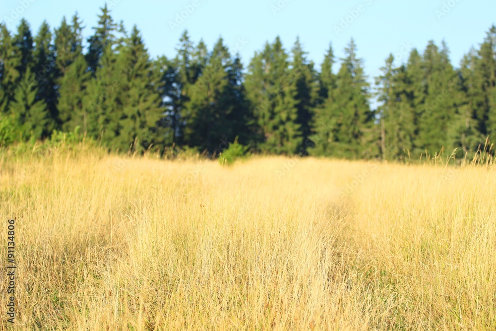 Meadow Meadow