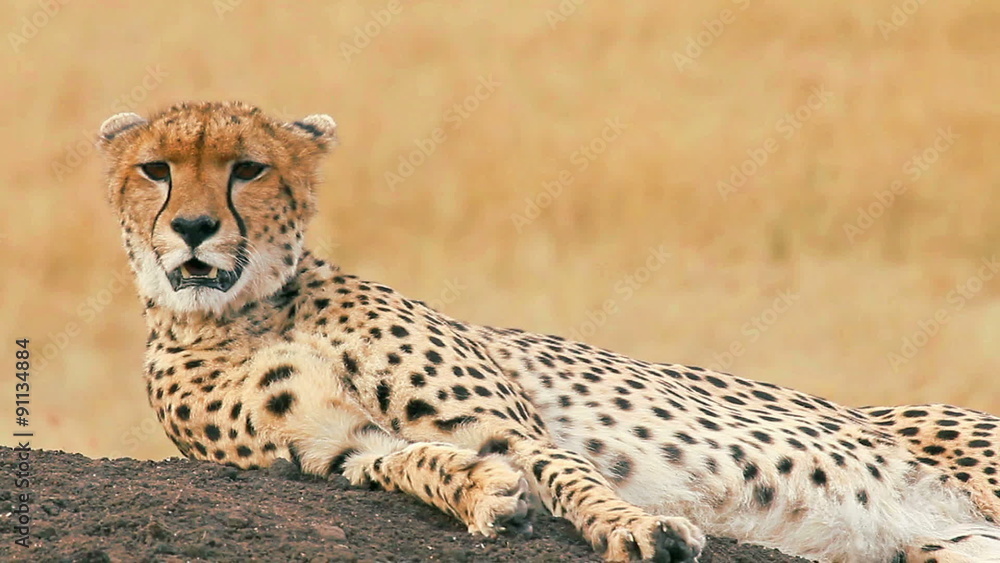 Male cheetah sitting on the ground breathing hard looking around in Masai Mara, Kenya
Male cheetah sitting on the ground breathing hard looking around in Masai Mara, Kenya