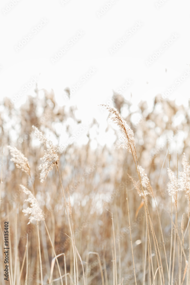 Fototapeta premium Seedy reed stalks