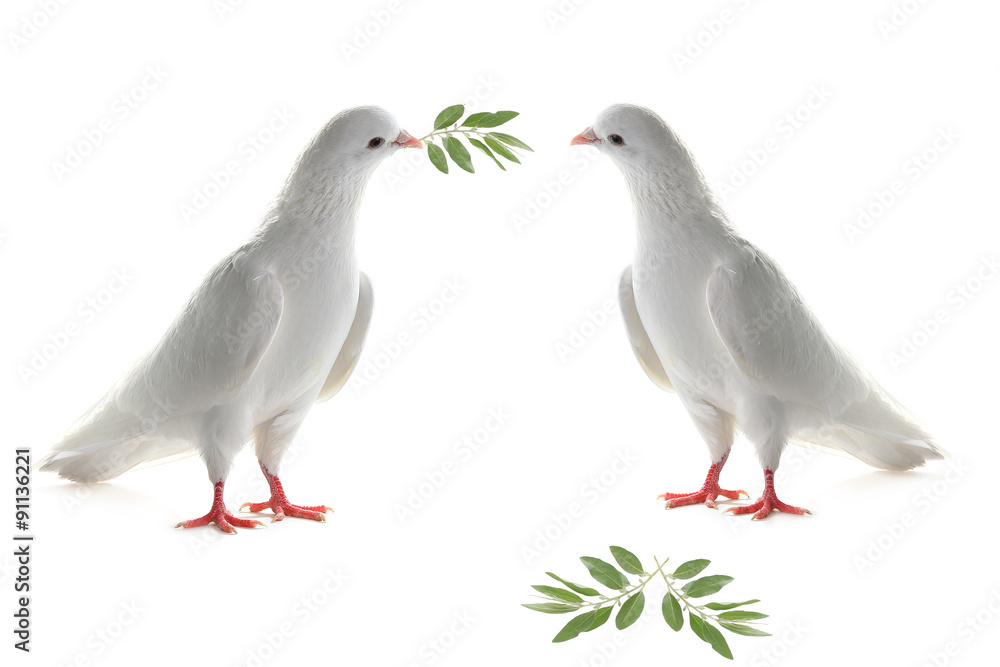 Fototapeta premium two white pigeon