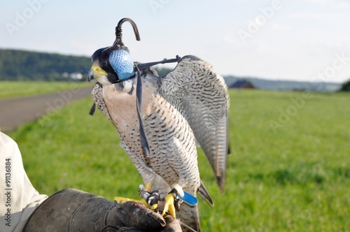 Wanderfalke mit Haube photo