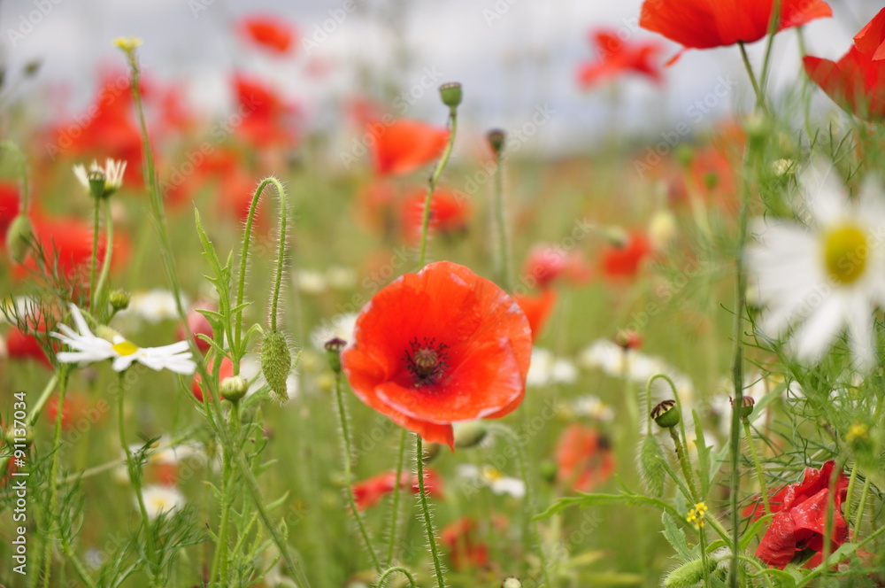 Obraz premium Red Flow of Poppies in a Field