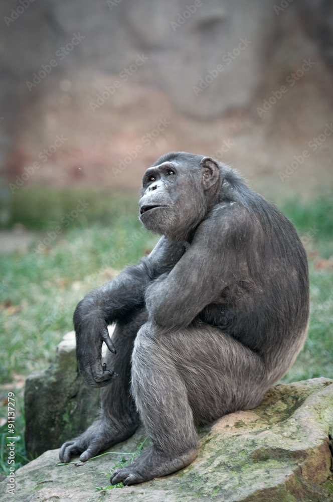 Chimpanzee looking up in surprise