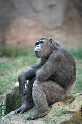 Chimpanzee looking up in surprise © ChaoticDesignStudio