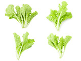 lettuce leaves on white background