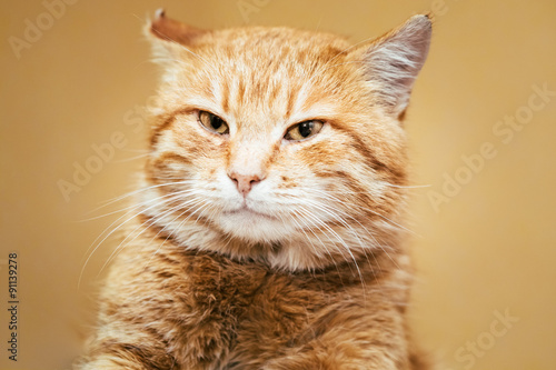 Red Cat Male Kitten On Yellow Background