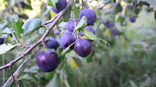 Wallpaper Mural Sweet ripe blue plum on branch  Torontodigital.ca