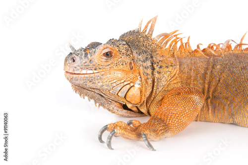 Portrait of ordinary iguanas (red morph)..
