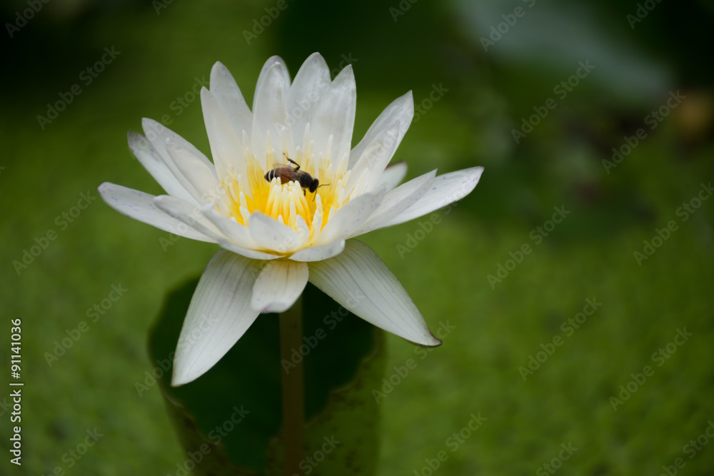 Bee on lotus flower,bee swarm water lily, lotus in nature,bee on Bee on lotus flower,bee swarm water lily, lotus in nature,bee on