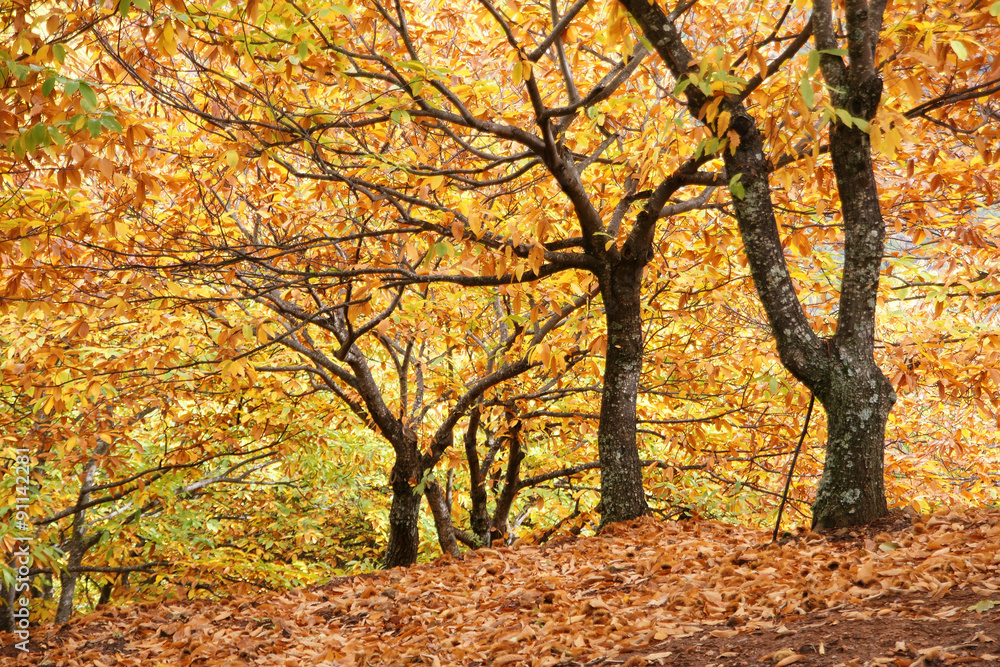 Llegada del otoño a los castaños del valle del Genal en la provincia de Málaga, Andalucía