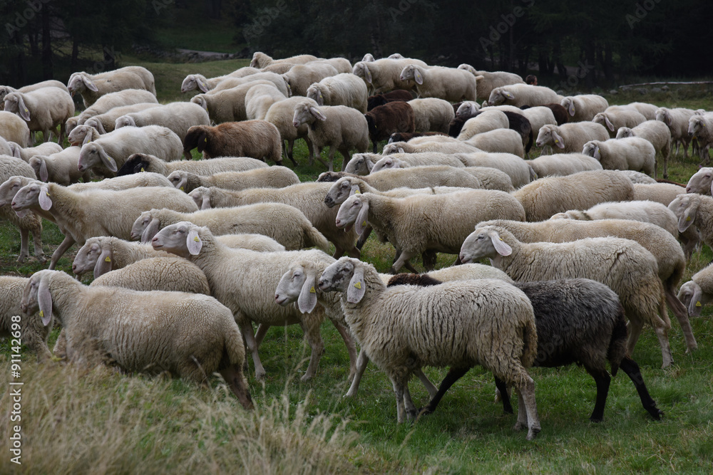 pecora pecore allevamento pascolo pascolare pecora pecore allevamento pascolo pascolare