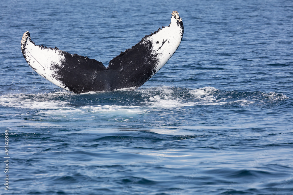 Fototapeta premium Tail of Whale, Cape Cod