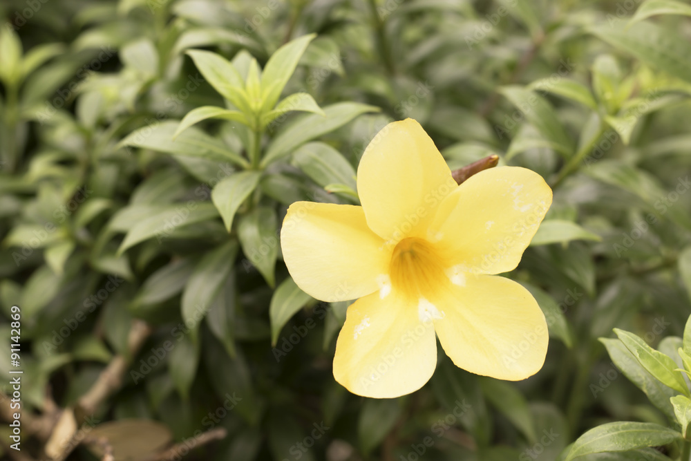 Allamanda Allamanda