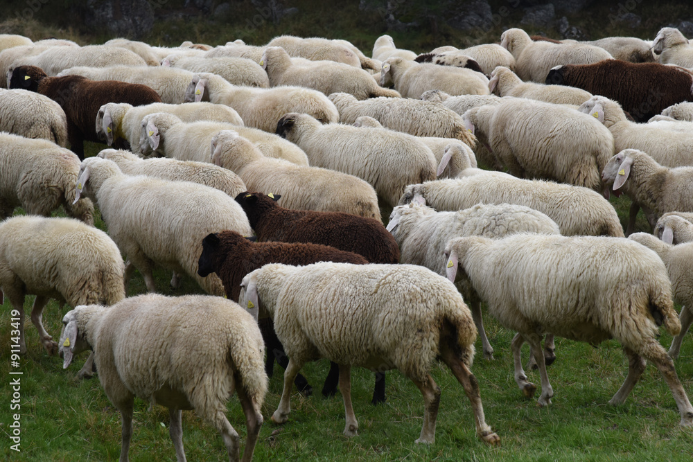 pecora pecore allevamento pascolo pascolare pecora pecore allevamento pascolo pascolare