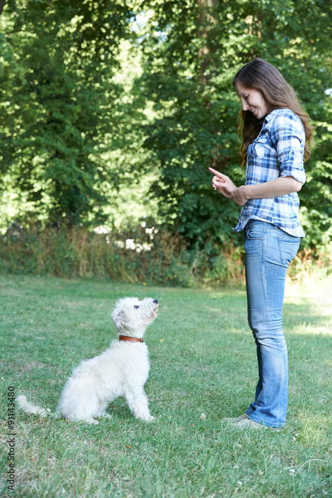 Dog Owner Teaching Pet Lurcher To Sit Dog Owner Teaching Pet Lurcher To Sit