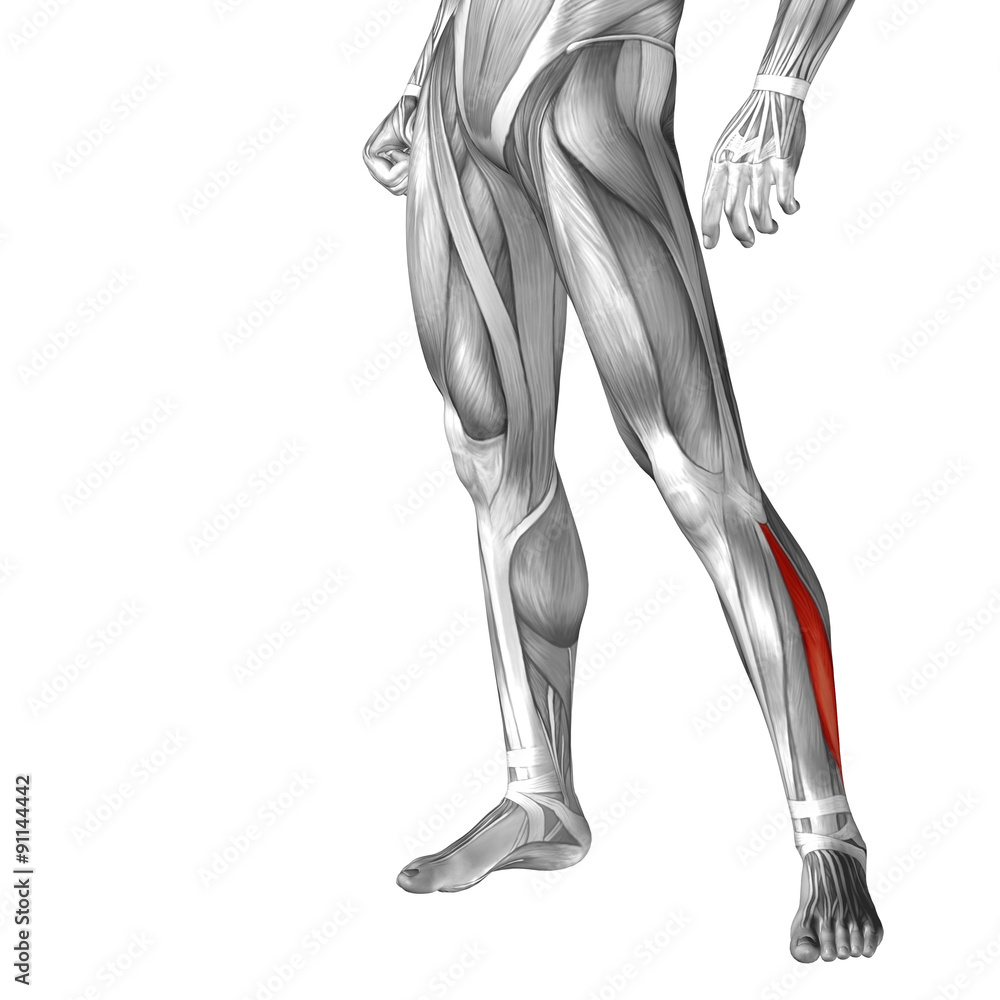 Conceptual 3D human front lower leg muscle anatomy Conceptual 3D human front lower leg muscle anatomy